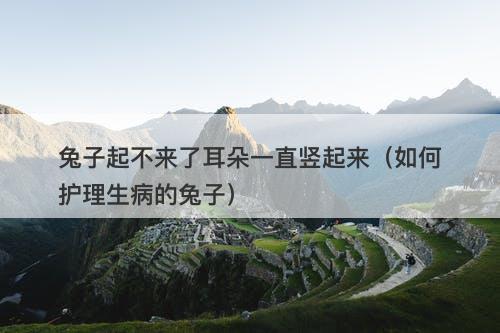 兔子起不来了耳朵一直竖起来（如何护理生病的兔子）