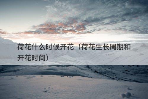 荷花什么时候开花（荷花生长周期和开花时间）