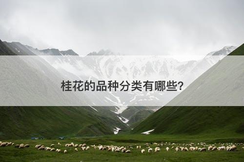 桂花的品种分类有哪些？