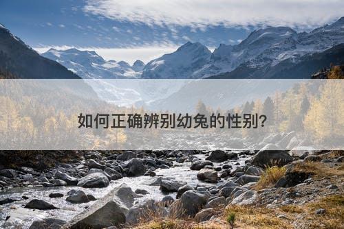 如何正确辨别幼兔的性别？