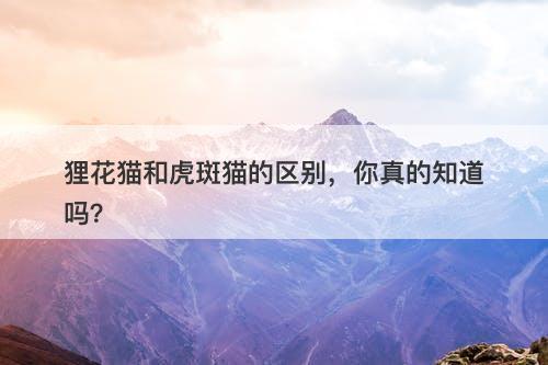 狸花猫和虎斑猫的区别，你真的知道吗？