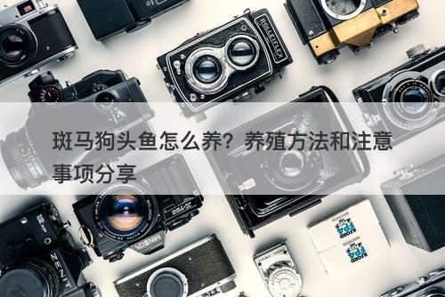 斑马狗头鱼怎么养？养殖方法和注意事项分享