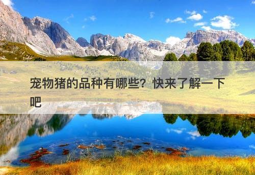 宠物猪的品种有哪些？快来了解一下吧-图1