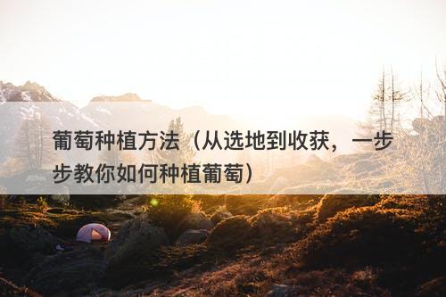 葡萄种植方法（从选地到收获，一步步教你如何种植葡萄）