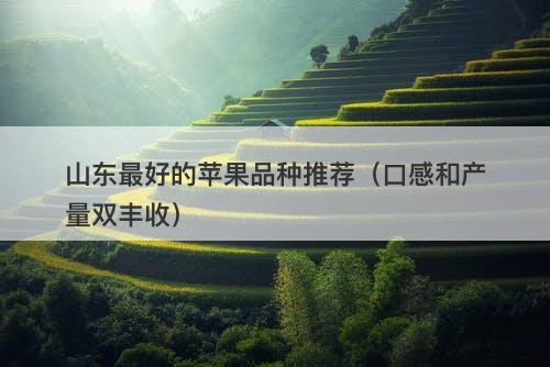 山东最好的苹果品种推荐（口感和产量双丰收）