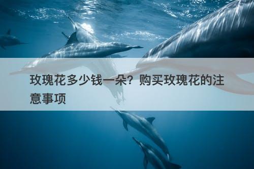 玫瑰花多少钱一朵？购买玫瑰花的注意事项