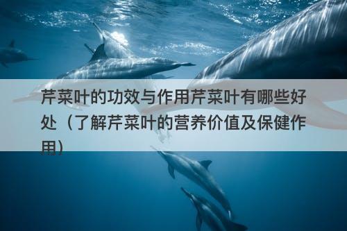 芹菜叶的功效与作用芹菜叶有哪些好处（了解芹菜叶的营养价值及保健作用）