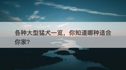 各种大型猛犬一览,你知道哪种适合你家?-图1 各种大型猛犬一览,你知道哪种适合你家?-图1