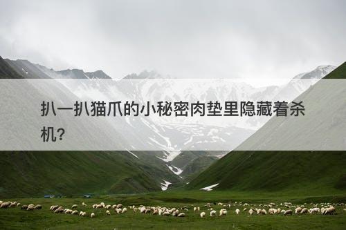 扒一扒猫爪的小秘密肉垫里隐藏着杀机？-图1