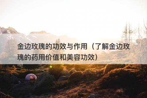 金边玫瑰的功效与作用（了解金边玫瑰的药用价值和美容功效）