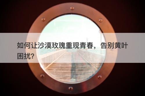 如何让沙漠玫瑰重现青春，告别黄叶困扰？