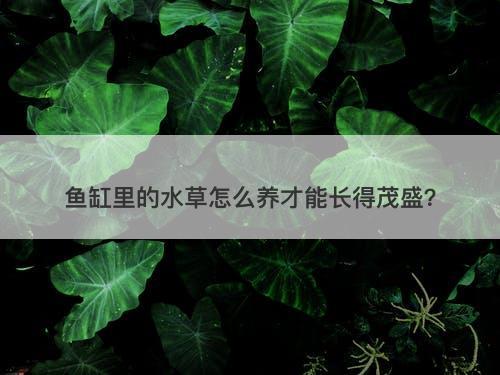 鱼缸里的水草怎么养才能长得茂盛？