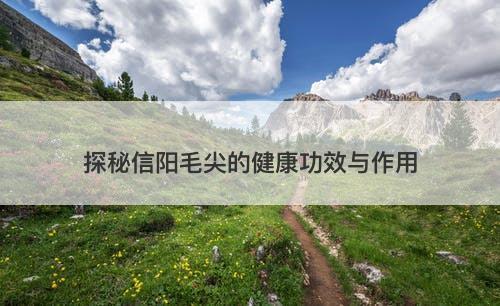 探秘信阳毛尖的健康功效与作用