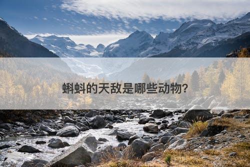 蝌蚪的天敌是哪些动物？