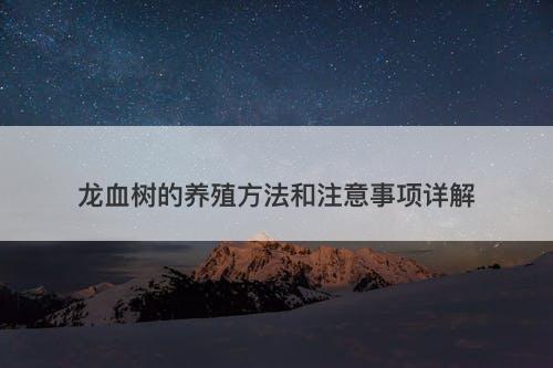 龙血树的养殖方法和注意事项详解
