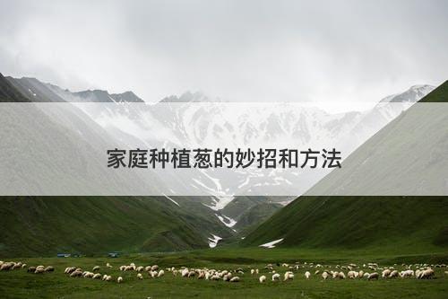 家庭种植葱的妙招和方法