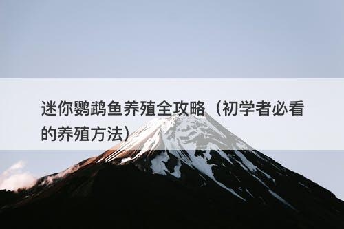 迷你鹦鹉鱼养殖全攻略（初学者必看的养殖方法）