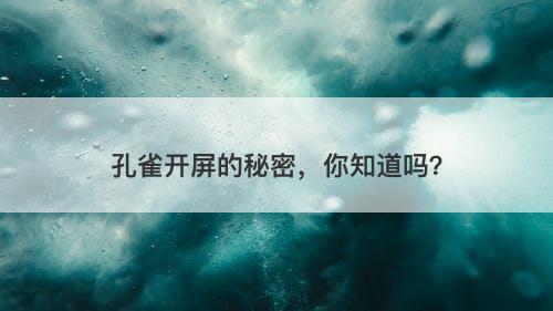 孔雀开屏的秘密，你知道吗？