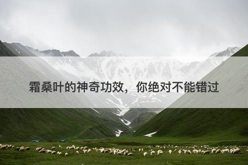 霜桑叶的神奇功效，你绝对不能错过