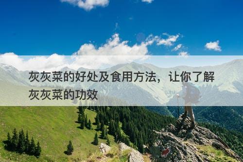 灰灰菜的好处及食用方法，让你了解灰灰菜的功效