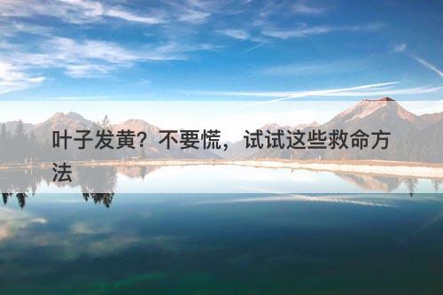 叶子发黄？不要慌，试试这些救命方法