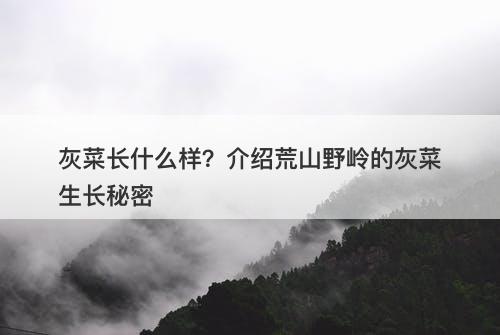 灰菜长什么样？介绍荒山野岭的灰菜生长秘密
