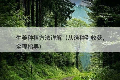 生姜种植方法详解（从选种到收获，全程指导）