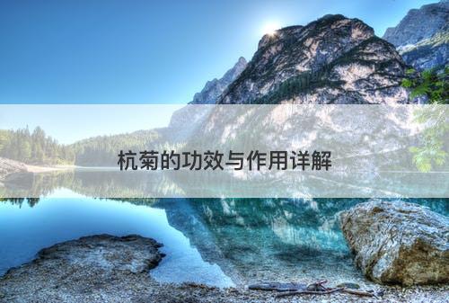 杭菊的功效与作用详解