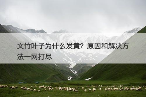 文竹叶子为什么发黄？原因和解决方法一网打尽