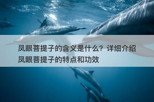 凤眼菩提子的含义是什么？详细介绍凤眼菩提子的特点和功效