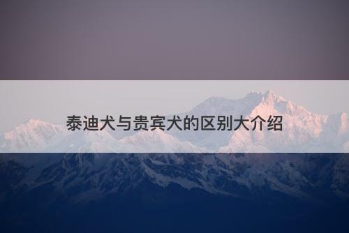 泰迪犬与贵宾犬的区别大介绍