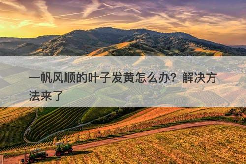 一帆风顺的叶子发黄怎么办？解决方法来了