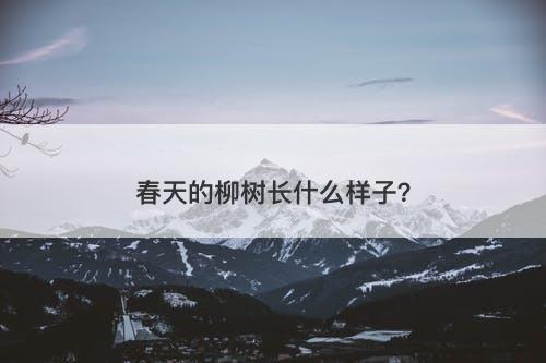 春天的柳树长什么样子？