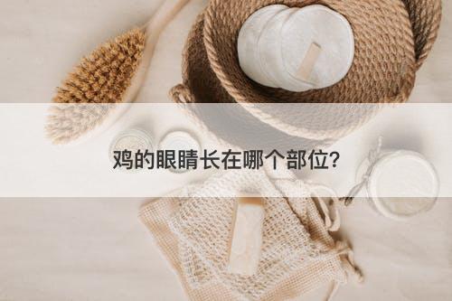 鸡的眼睛长在哪个部位？