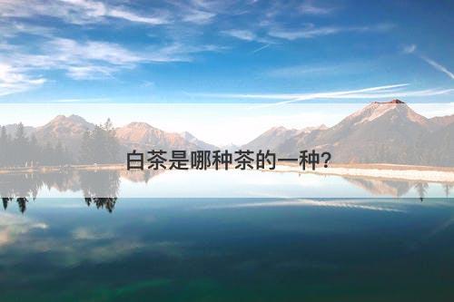 白茶是哪种茶的一种？