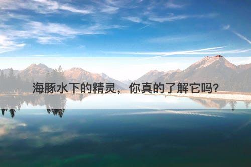 海豚水下的精灵，你真的了解它吗？