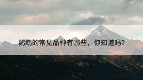 鹦鹉的常见品种有哪些，你知道吗？