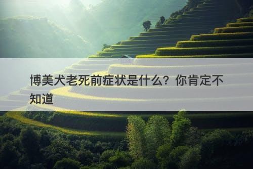 博美犬老死前症状是什么？你肯定不知道
