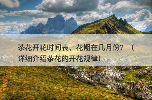 茶花开花时间表，花期在几月份？（详细介绍茶花的开花规律）