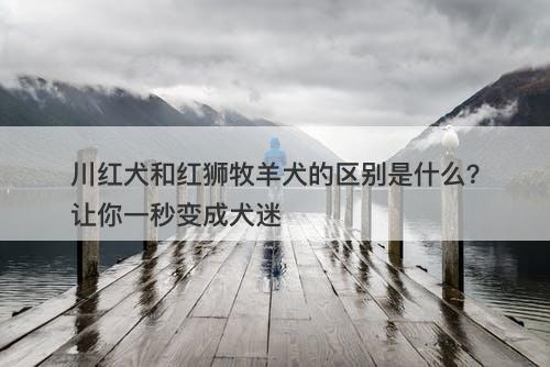 川红犬和红狮牧羊犬的区别是什么?让你一秒变成犬迷