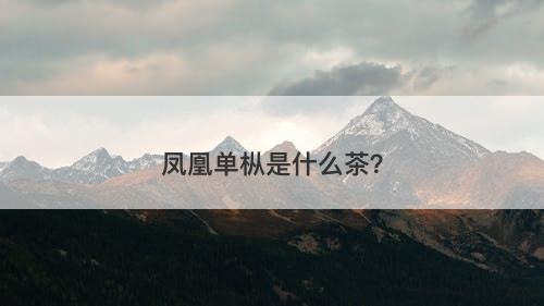 凤凰单枞是什么茶？