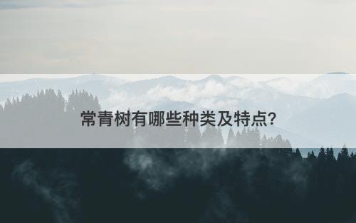 常青树有哪些种类及特点?