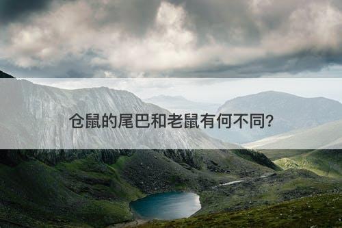 仓鼠的尾巴和老鼠有何不同?