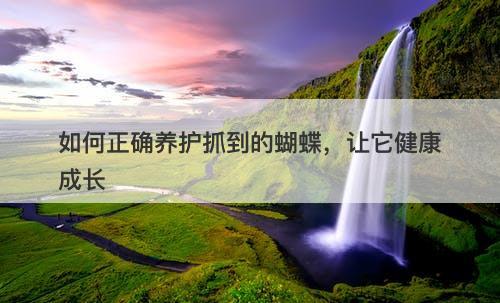 如何正确养护抓到的蝴蝶,让它健康成长