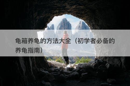 龟箱养龟的方法大全（初学者必备的养龟指南）