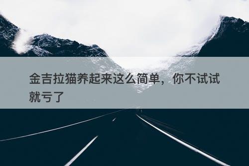 金吉拉猫养起来这么简单，你不试试就亏了